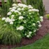 Annabelle Hydrangea Shrub -Plant Seed Store Annabelle Hydrangea FGT 600x600 a3d21665 a3bb 4898 b22d a5d51cf51abe