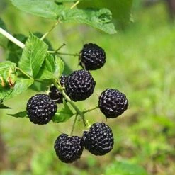 Apache Blackberry -Plant Seed Store Apache Blackberry 450 D1