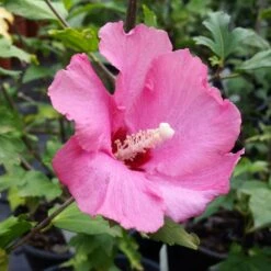 Aphrodite Rose Of Sharon Althea Shrub -Plant Seed Store Aphrodite Rose of Sharon 1