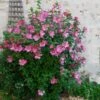 Aphrodite Rose Of Sharon Althea Shrub -Plant Seed Store Aphrodite Rose of Sharon 600x600 557a84dc aec1 46e4 b6c9 ac3b30a0d8c7
