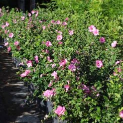 Aphrodite Rose Of Sharon Althea Shrub -Plant Seed Store Aphrodite Rose of Sharon 6 FGT