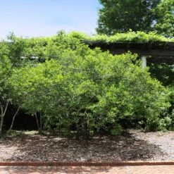 Apollo Winterberry Holly Shrub -Plant Seed Store Apollo WInterberry 2