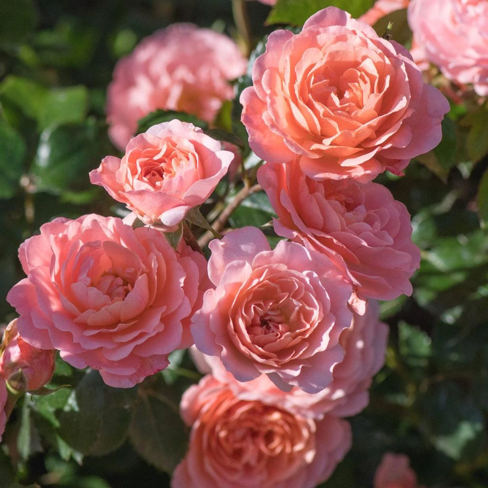 Apricot Drift® Rose 5 Apricot Drift® Rose - Image 3