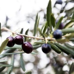 Arbequina Olive Tree - USDA Organic 10 Arbequina Olive Tree - USDA Organic -Plant Seed Store Arbequina Olive 2 FGT 59db1ad0 ae94 44e8 a3fd ed29b67f0ba4