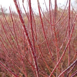 Arctic Fire® Red Twig Dogwood 10 Arctic Fire® Red Twig Dogwood -Plant Seed Store Arctic Fire Twig Dogwood 3