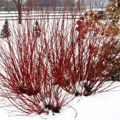 Arctic Fire® Red Twig Dogwood 11 Arctic Fire® Red Twig Dogwood -Plant Seed Store Arctic Fire Twig Dogwood 5 FGT