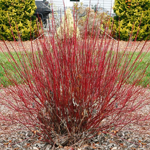Arctic Fire® Red Twig Dogwood 3 Arctic Fire® Red Twig Dogwood
