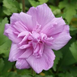 Ardens Rose Of Sharon Althea Shrub 8 Ardens Rose Of Sharon Althea Shrub -Plant Seed Store Ardens Rose of Sharon 3
