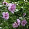 Ardens Rose Of Sharon Althea Shrub -Plant Seed Store Ardens Rose of Sharon FGT 600x600 457c9491 47ef 4aa0 8317 eab1882be387