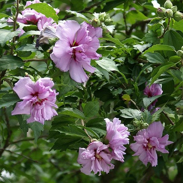 Ardens Rose Of Sharon Althea Shrub 3 Ardens Rose Of Sharon Althea Shrub