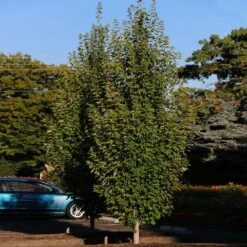 Armstrong Gold® Maple -Plant Seed Store Armstrong Gold 3