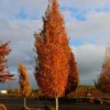 Armstrong Gold® Maple -Plant Seed Store Armstrong Gold 600x600 f7e3e5ec a481 4bf5 b862 b855ca01f749