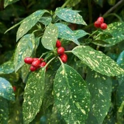 Japanese Gold Dust Aucuba Shrub -Plant Seed Store Aucuba Japonica Gold Dust 2 FGT