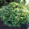 Japanese Gold Dust Aucuba Shrub -Plant Seed Store Aucuba Japonica Gold Dust 600x600 5fbb13f8 57d7 41a4 8038 4f2d1c089017