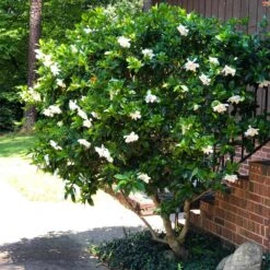 August Beauty Gardenia Shrub -Plant Seed Store August Beauty Gardenia 3 FGT