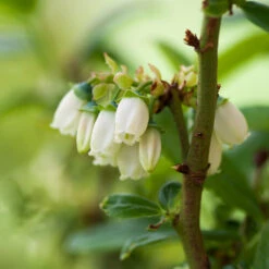 Aurora Blueberry Bush 10 Aurora Blueberry Bush -Plant Seed Store Aurora Blueberry 3