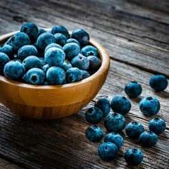 Aurora Blueberry Bush 12 Aurora Blueberry Bush -Plant Seed Store Aurora Blueberry 4