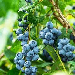 Plant Seed Store 41 Aurora Blueberry Bush