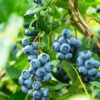 Aurora Blueberry Bush - USDA Organic -Plant Seed Store Aurora Blueberry 600x600 e80cd67e 674b 401e 8ae1 d187eed16f20