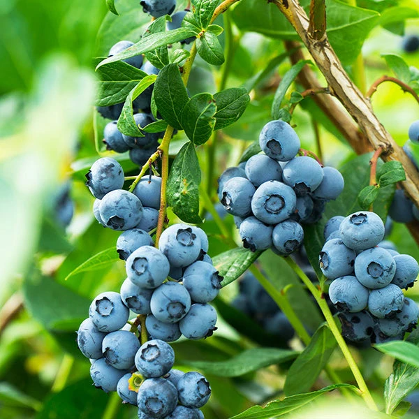 Aurora Blueberry Bush - USDA Organic 3 Aurora Blueberry Bush - USDA Organic