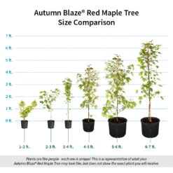 Autumn Blaze® Red Maple Tree 17 Autumn Blaze® Red Maple Tree -Plant Seed Store Autumn Blaze Red Maple Size Comparison ugc test