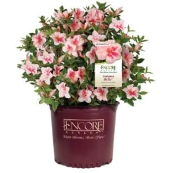 Autumn Belle® Encore® Azalea Shrub -Plant Seed Store Autumn Belle Encore Azalea 1