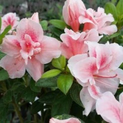 Autumn Belle® Encore® Azalea Shrub -Plant Seed Store Autumn Belle Encore Azalea FGT 3