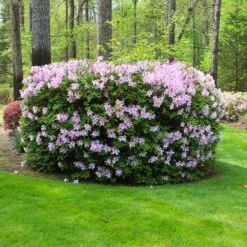 Autumn Belle® Encore® Azalea Shrub -Plant Seed Store Autumn Belle Encore Azalea FGT 5