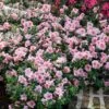 Autumn Belle® Encore® Azalea Shrub -Plant Seed Store Autumn Belle Encore Azalea FGT 600x600 8435cc12 e68b 418c aa4f a4f832ab1249