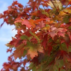 Autumn Blaze® Red Maple Tree 15 Autumn Blaze® Red Maple Tree -Plant Seed Store Autumn Blaze Maple 1 FGT 02e73945 a16c 4061 b9a0 6b4cb44f5bb6