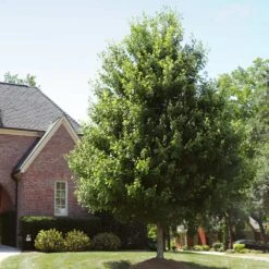 Autumn Blaze® Red Maple Tree 16 Autumn Blaze® Red Maple Tree -Plant Seed Store Autumn Blaze Maple 2 FGT