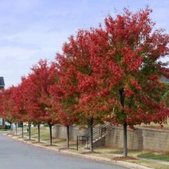 Autumn Blaze® Red Maple Tree 14 Autumn Blaze® Red Maple Tree -Plant Seed Store Autumn Blaze Maple 3 FGT