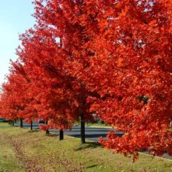 Autumn Blaze® Red Maple Tree 13 Autumn Blaze® Red Maple Tree -Plant Seed Store Autumn Blaze Maple FGT