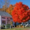 Autumn Blaze® Red Maple Tree -Plant Seed Store Autumn Blaze Maple FGT 600x600 ff448029 ba05 4007 837e f320ae56420e