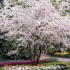 Autumn Cherry Tree -Plant Seed Store Autumn Cherry FGT 600x600 0a00e24a 5b3d 4b30 baff 43950c877f56
