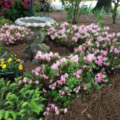 Autumn Debutante® Encore® Azalea -Plant Seed Store Autumn Debutante Encore 1