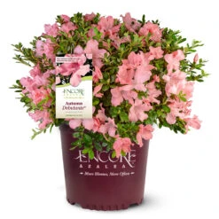 Autumn Debutante® Encore® Azalea -Plant Seed Store Autumn Debutante Encore 4