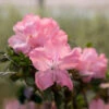Autumn Debutante® Encore® Azalea -Plant Seed Store Autumn Debutante Encore FGT 600x600 35b13a59 d650 4ece bdbc dda26d308139