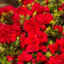 Autumn Bonfire® Encore® Azalea -Plant Seed Store Autumn Encore Bonfire Azaleas 1