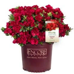 Autumn Fire® Encore® Azalea Shrub -Plant Seed Store Autumn Fire Encore Azalea 1