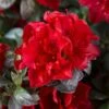 Autumn Fire® Encore® Azalea Shrub -Plant Seed Store Autumn Fire Encore Azalea FGT 600x600 496caf6b b278 4e7a 965a a394134e5d50