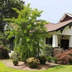 Autumn Gold Ginkgo Tree 9 Autumn Gold Ginkgo Tree -Plant Seed Store Autumn Gold Ginkgo Biloba 1 FGT