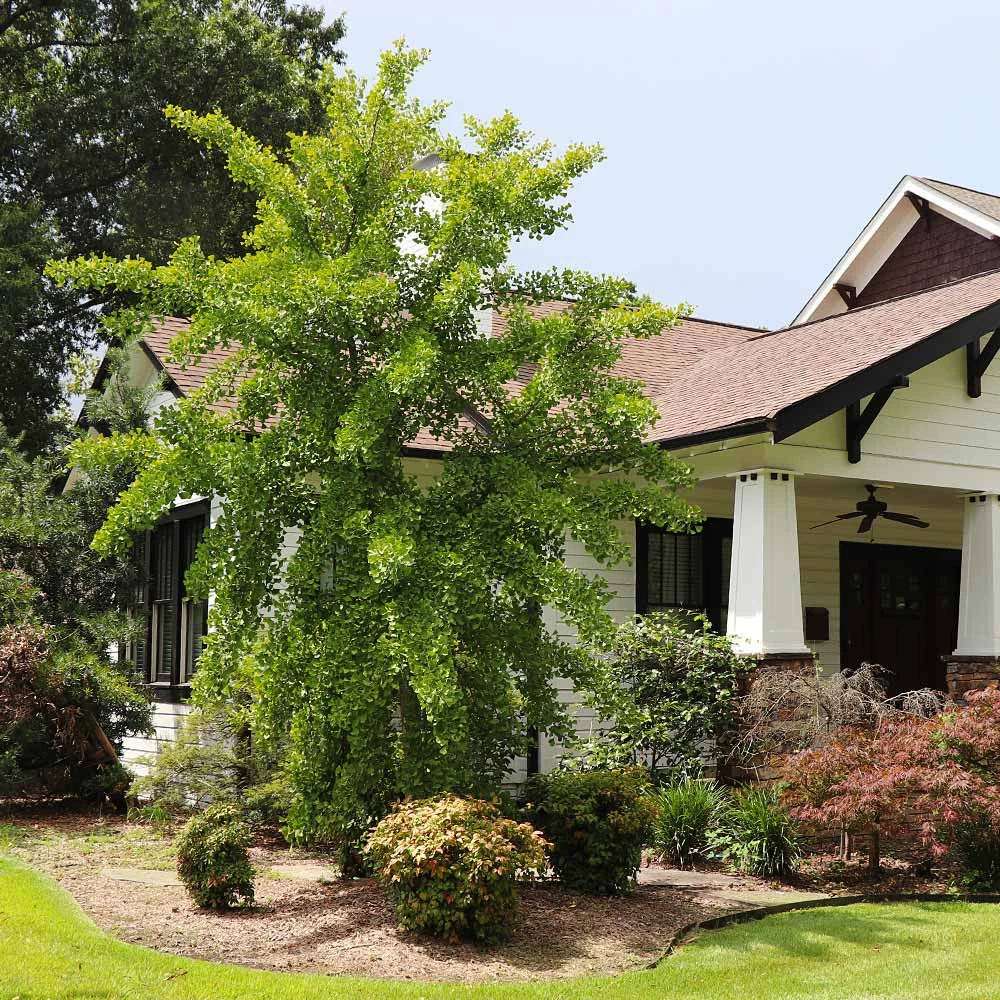 Autumn Gold Ginkgo Tree 5 Autumn Gold Ginkgo Tree - Image 3
