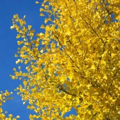 Autumn Gold Ginkgo Tree 11 Autumn Gold Ginkgo Tree -Plant Seed Store Autumn Gold Ginkgo Biloba 4 FGT