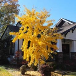 Autumn Gold Ginkgo Tree 10 Autumn Gold Ginkgo Tree -Plant Seed Store Autumn Gold Ginkgo Biloba 8