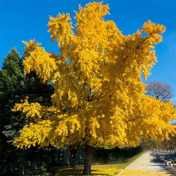 Autumn Gold Ginkgo Tree 3 Autumn Gold Ginkgo Tree