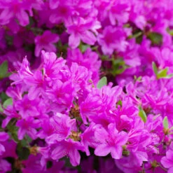 Autumn Royalty® Encore® Azalea -Plant Seed Store Autumn Royalty Encore Azalea 3 FGT