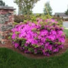 Autumn Royalty® Encore® Azalea 2 Autumn Royalty® Encore® Azalea -Plant Seed Store Autumn Royalty Encore Azalea 600x600 FGT