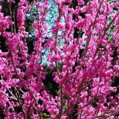 Avondale Redbud Tree -Plant Seed Store Avodale redbud 2