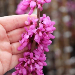 Avondale Redbud Tree -Plant Seed Store Avodale redbud 4
